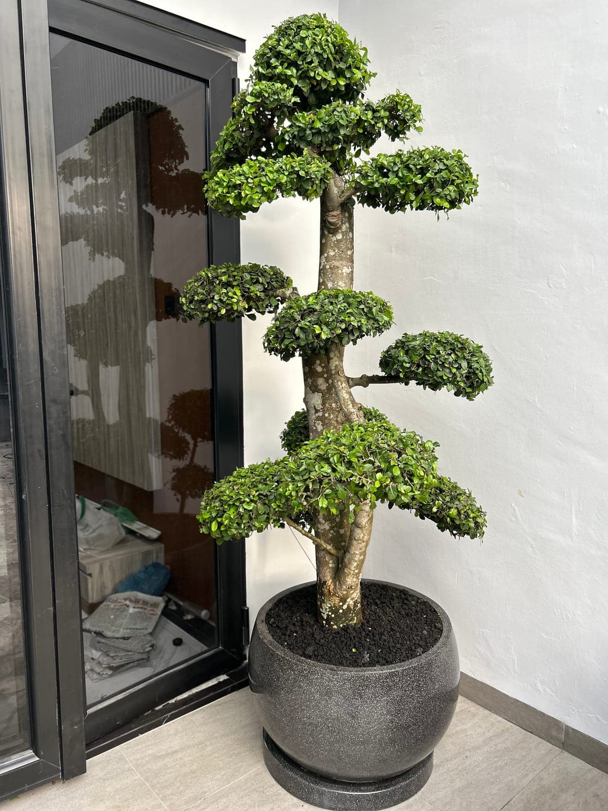 Tanaman bonsai bertingkat dalam pot abu-abu besar di dekat pintu kaca