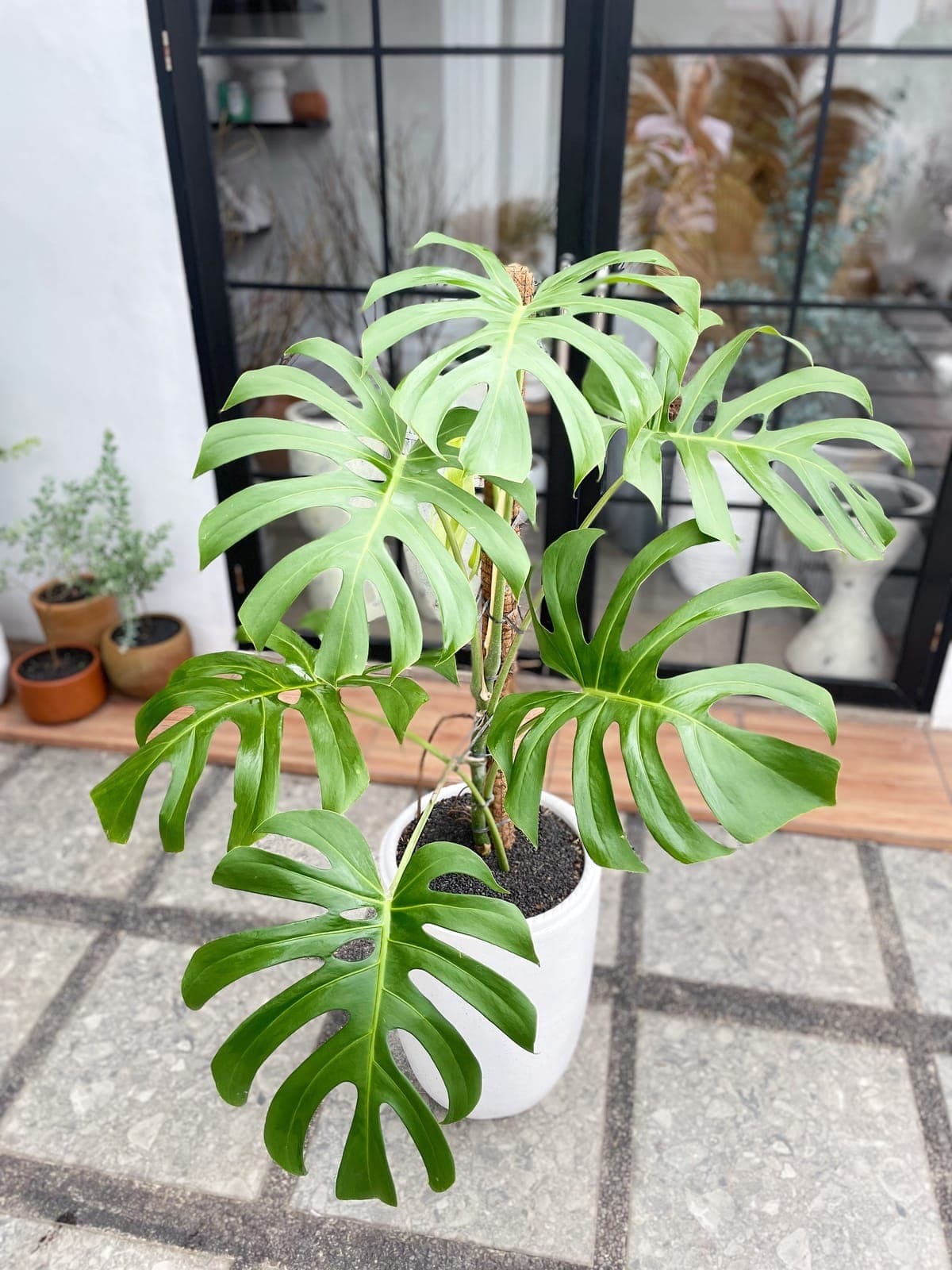 Tanaman monstera dalam pot putih di teras