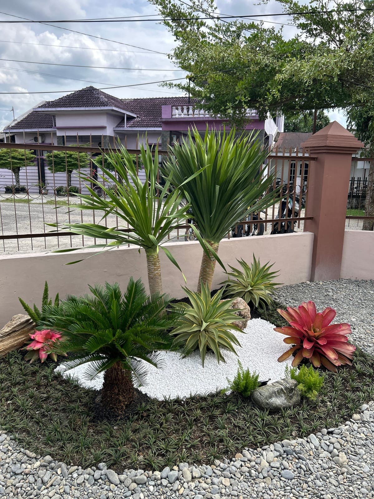 Taman batu dengan tanaman palem, sikas, dan bromelia merah
